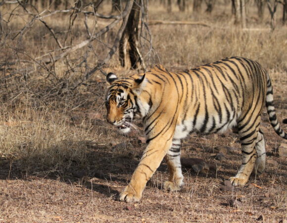 Facing Explosion in Tigers’ Population