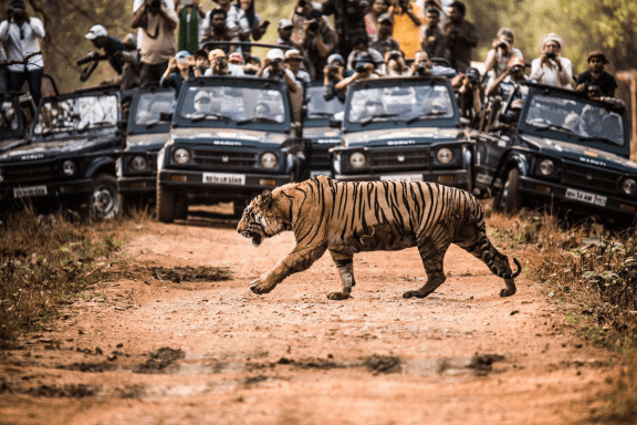 ranthambore safari booking charges